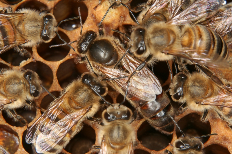 Bienenkönigin mit Hofstaat Bienenkönigin mit Hofstaat
